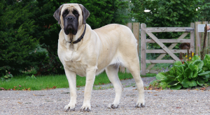 Engelse Mastiff