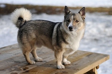 Zweedse Vallhund