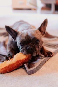 allergie bij honden