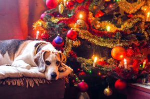huisdieren en kerst