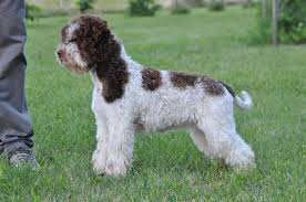 Lagotto Romagnolo