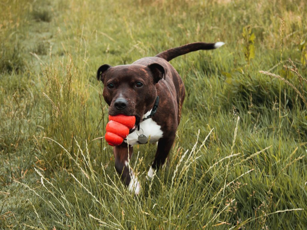 hond uitlaten