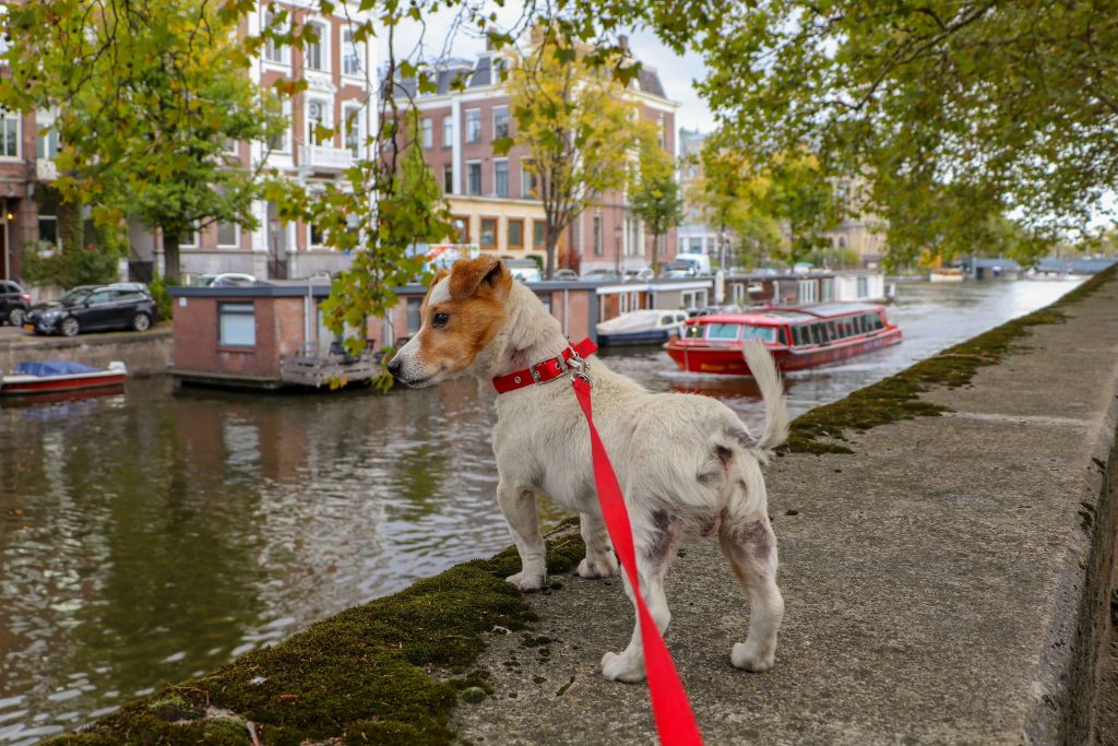 hoe vaak hond uitlaten