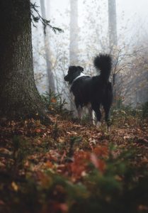 medicijnen vuurwerkangst hond