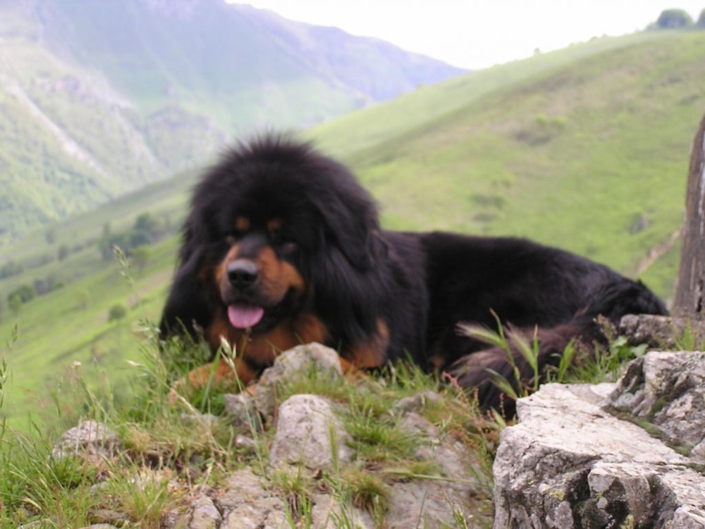 Tibetaanse Mastiff