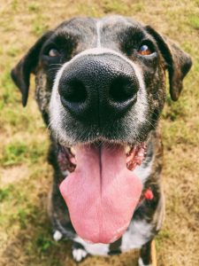 een gelukkige hond