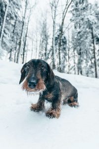 hond in de sneeuw