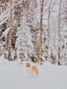 hond eet sneeuw