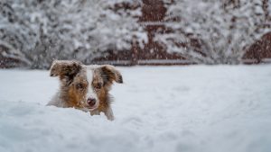 sneeuwneus hond