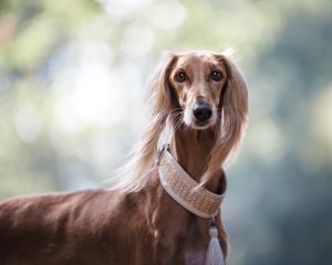 Windhond hondenrassen