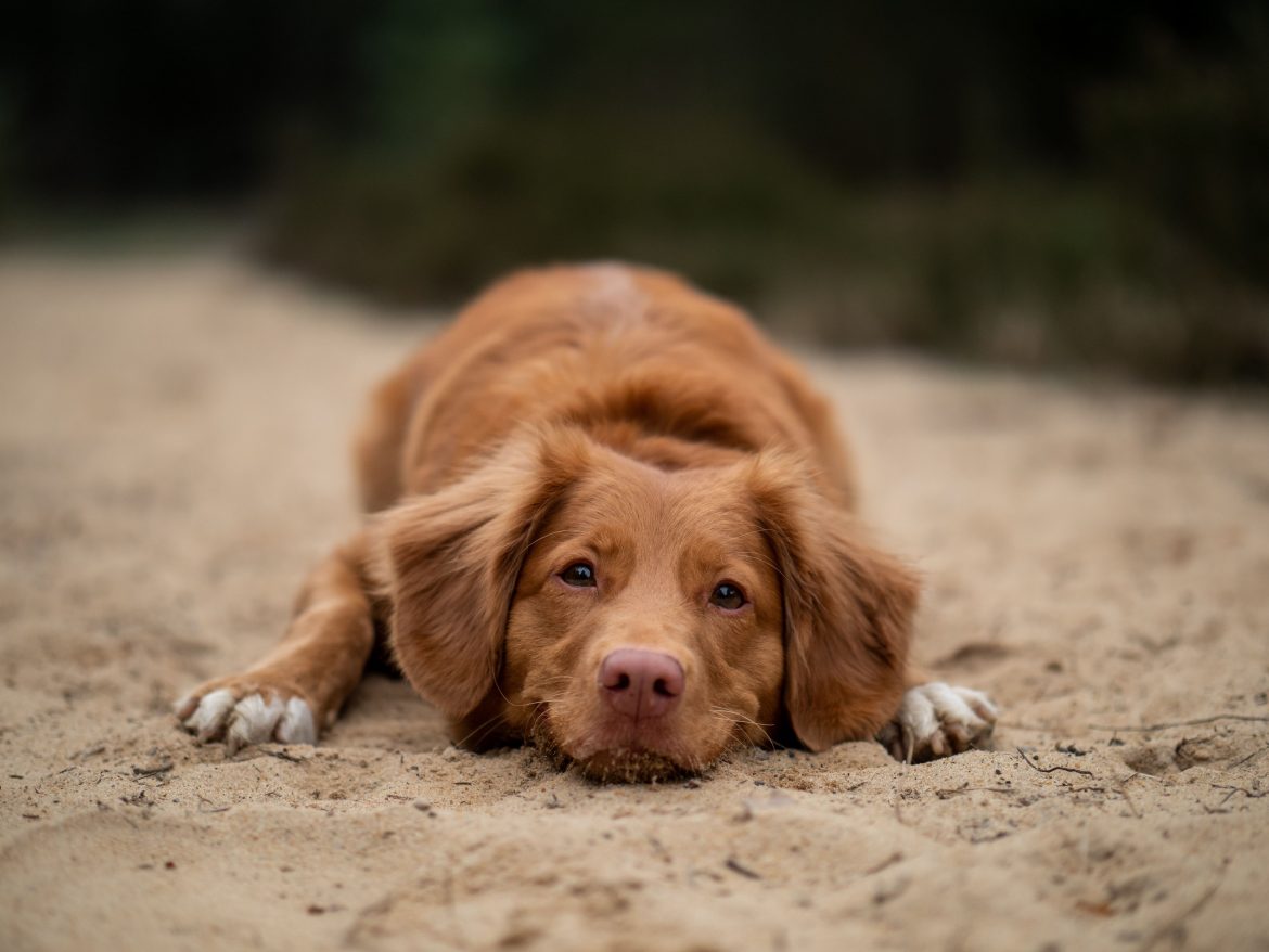 Teveel honden met gedragsproblemen in dierenasielen in België Huisdier nieuws over hond, kat