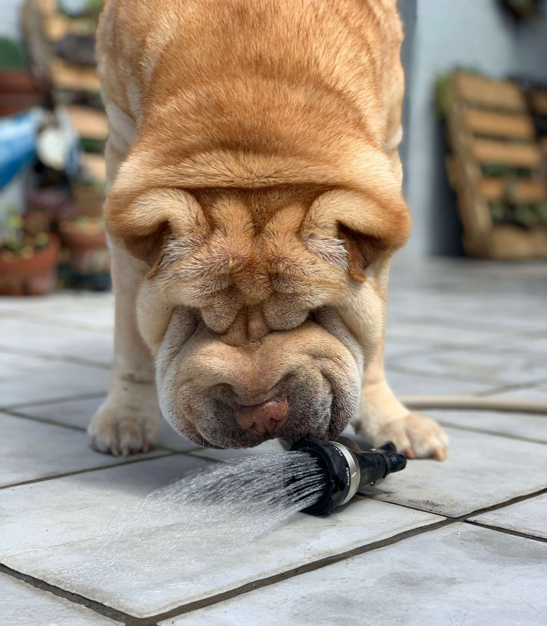 Help, mijn hond eet niet veelvoorkomende oorzaken en beste oplossingen
