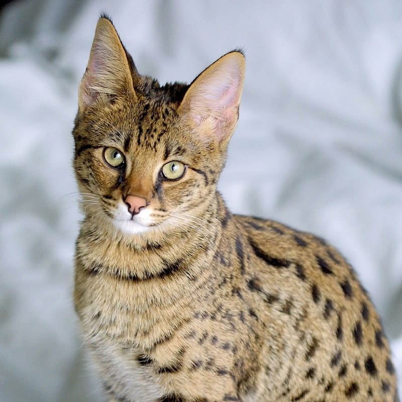 Wat is de grootste kat ter wereld? De grootste huiskatten in een top 5